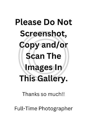 Plz Do Not Screenshot:Copy or Scan